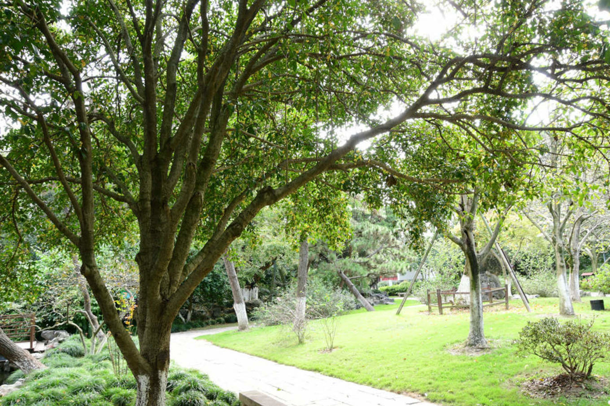 300-year-old Ginkgo Tree