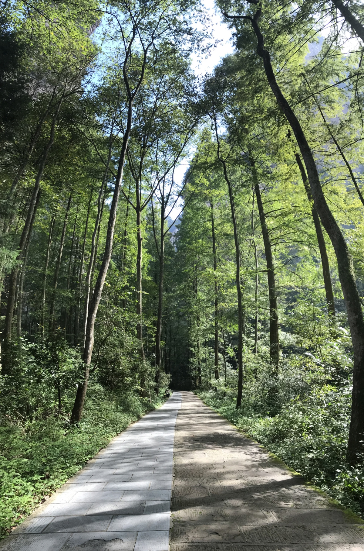 Golden Whip Stream valley