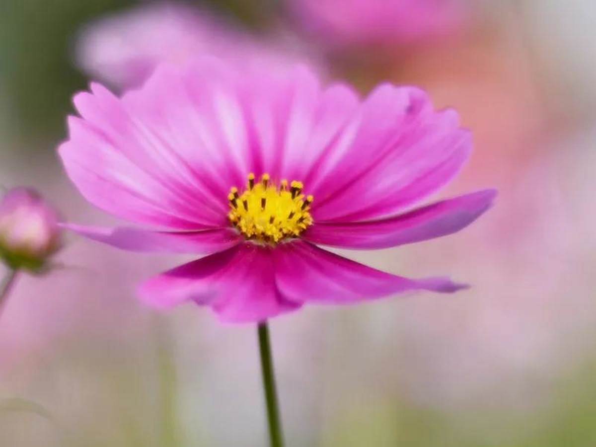 Colorful Gesang flowers swaying in the breeze