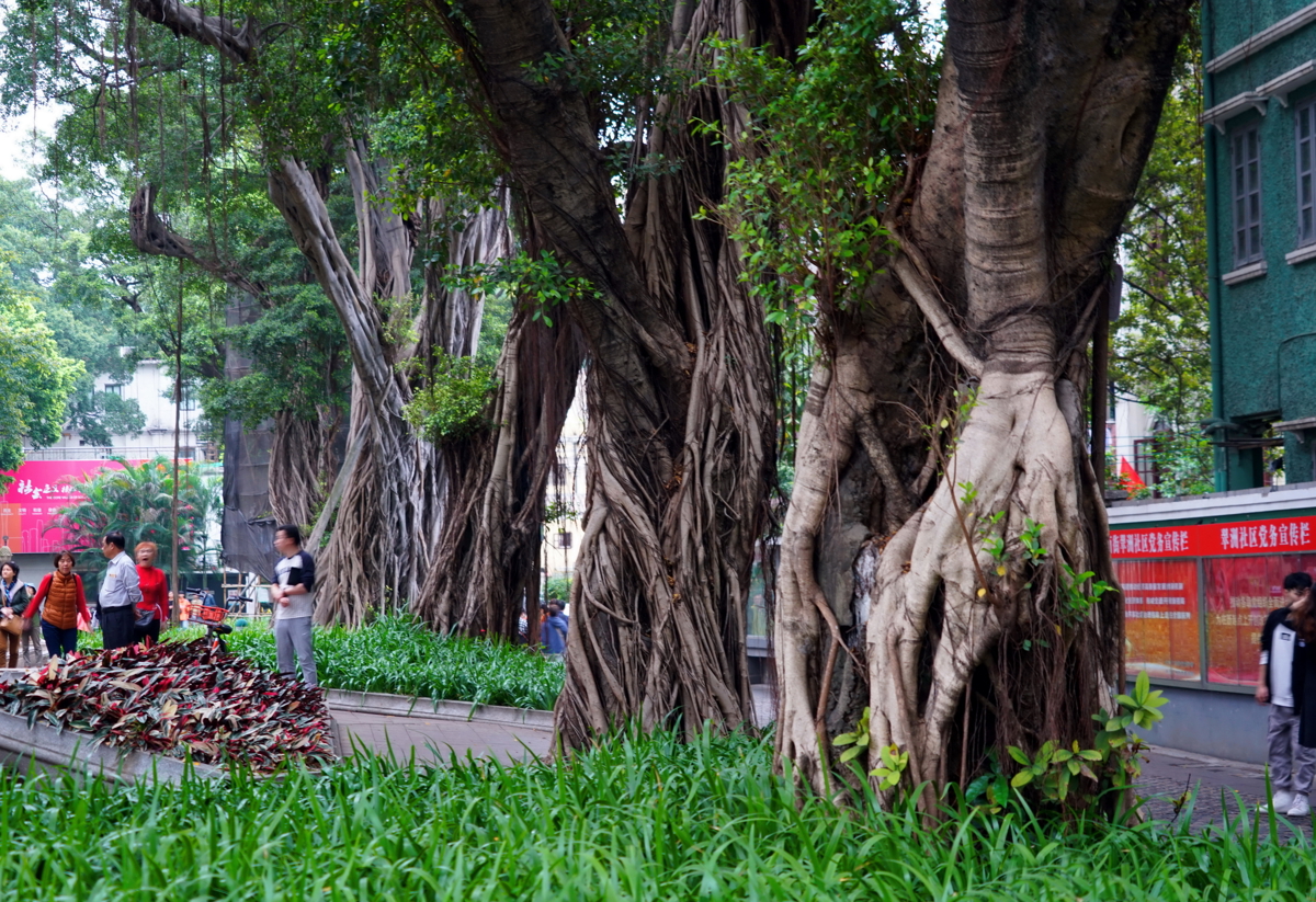 Banyan trees on Shamian Island