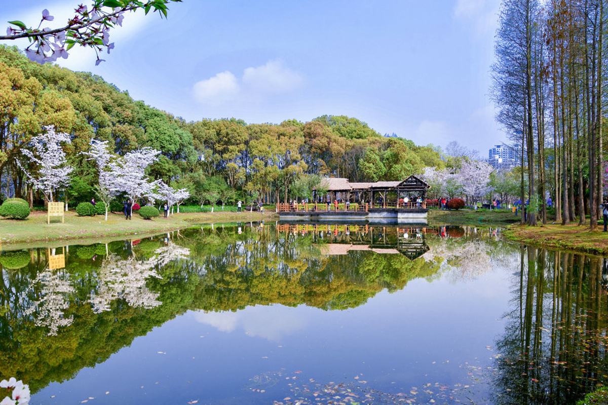 Cherry blossoms reflecting in water