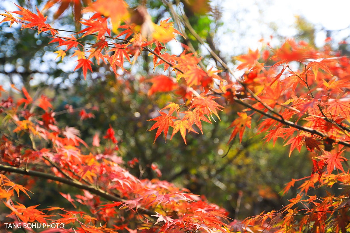 Golden light on maples
