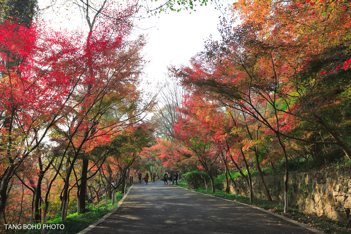 Towering maples