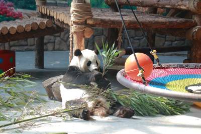 Xining Panda House