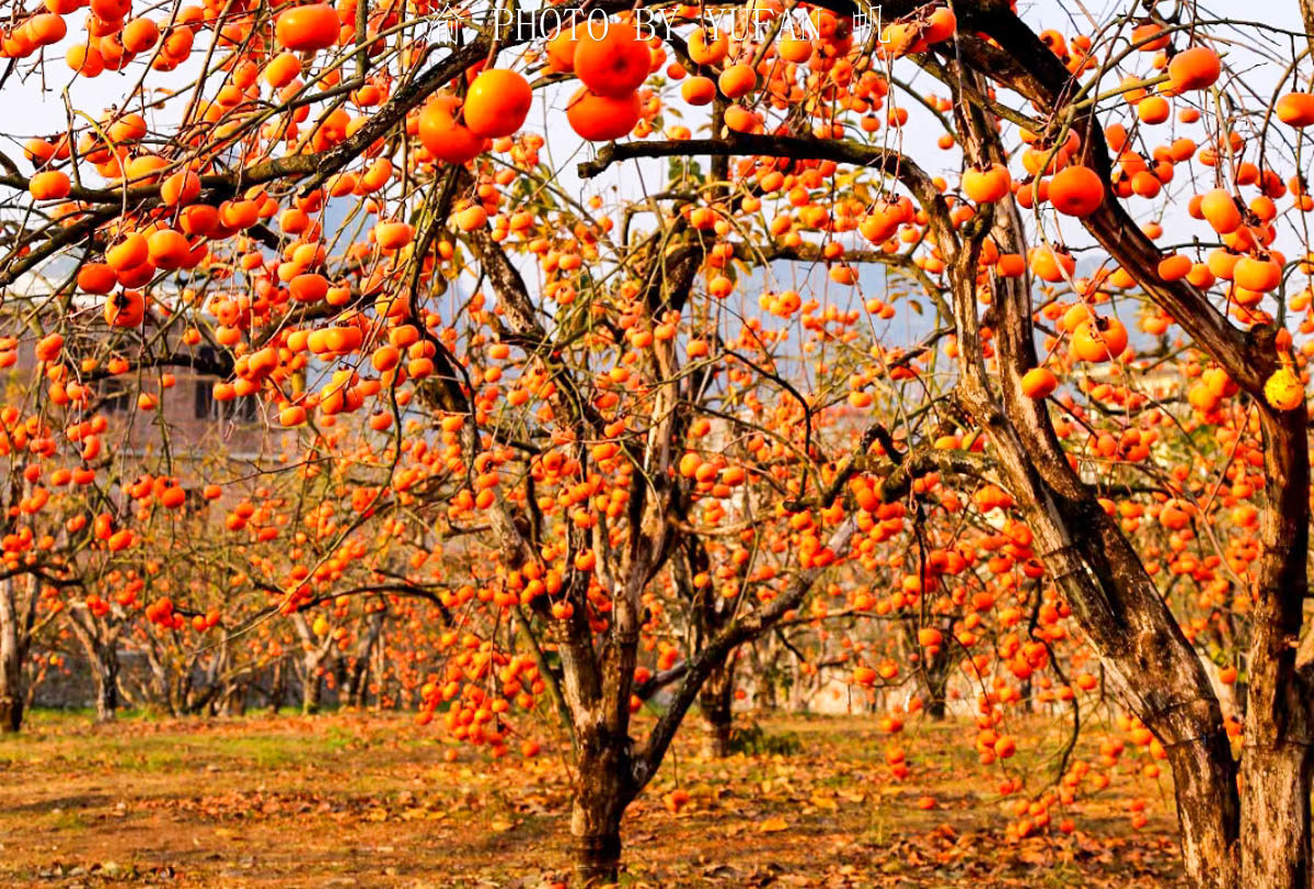 Gongcheng persimmon orchard