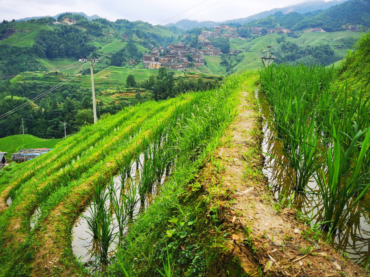 Rice terraces close-up