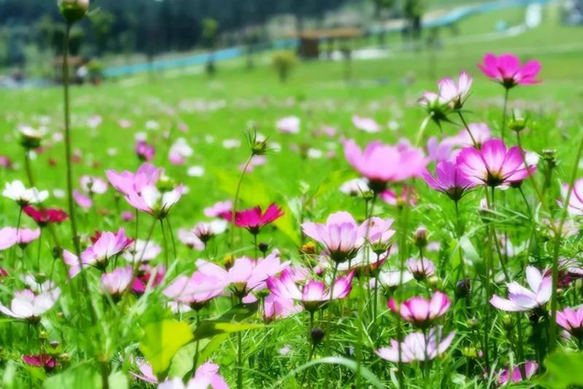 Flower fields panorama