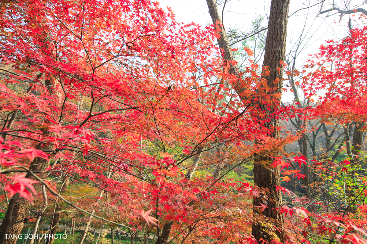 Maple leaves on ground
