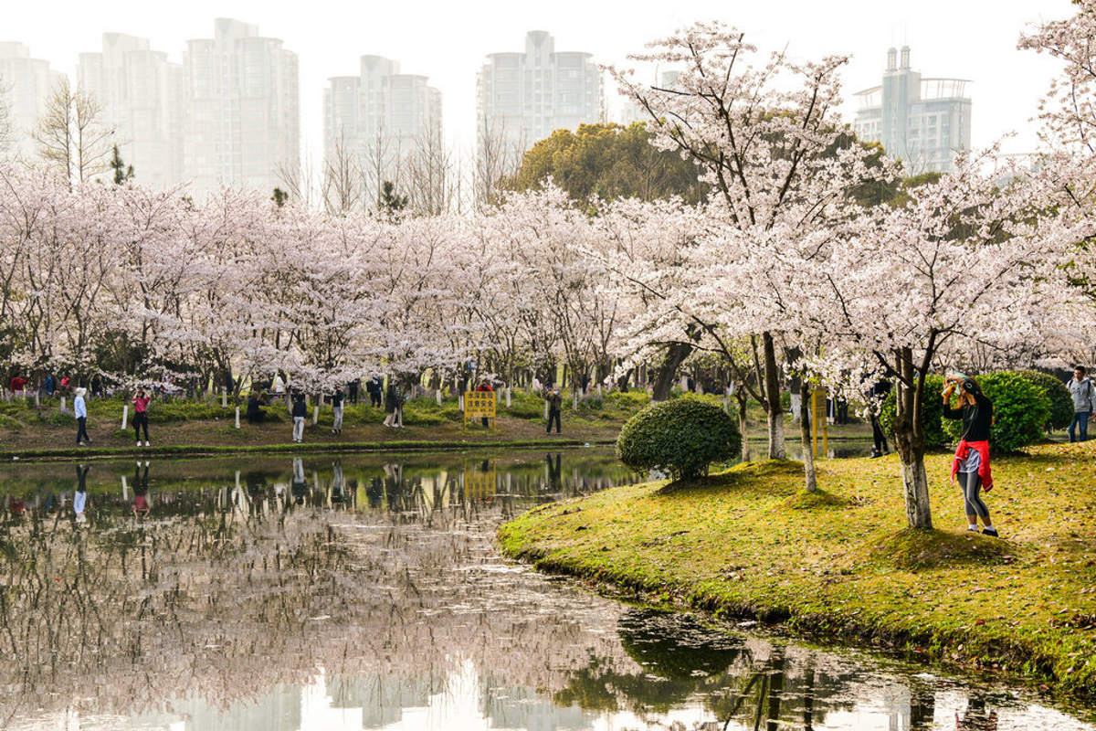 Couples enjoying the flowers