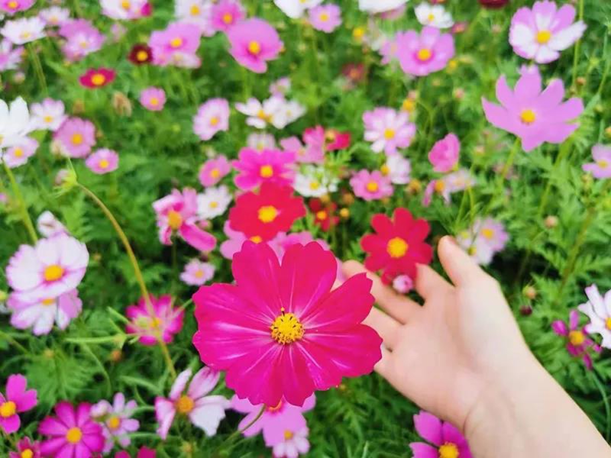 Close-up of Gesang flowers