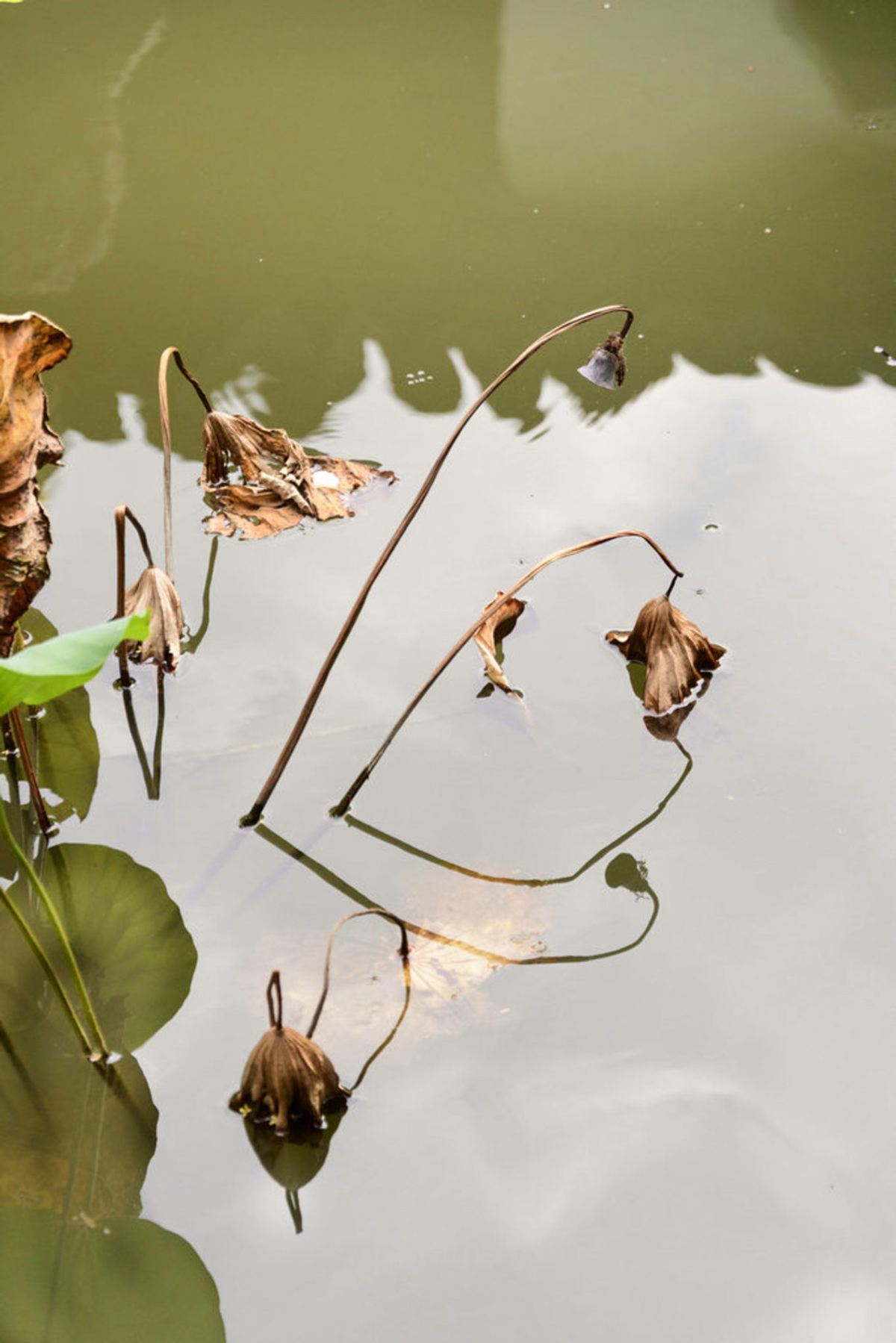 Autumn Lotus and Koi