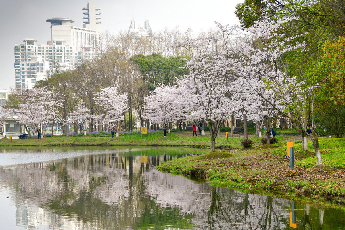 Path lined with cherry blossoms