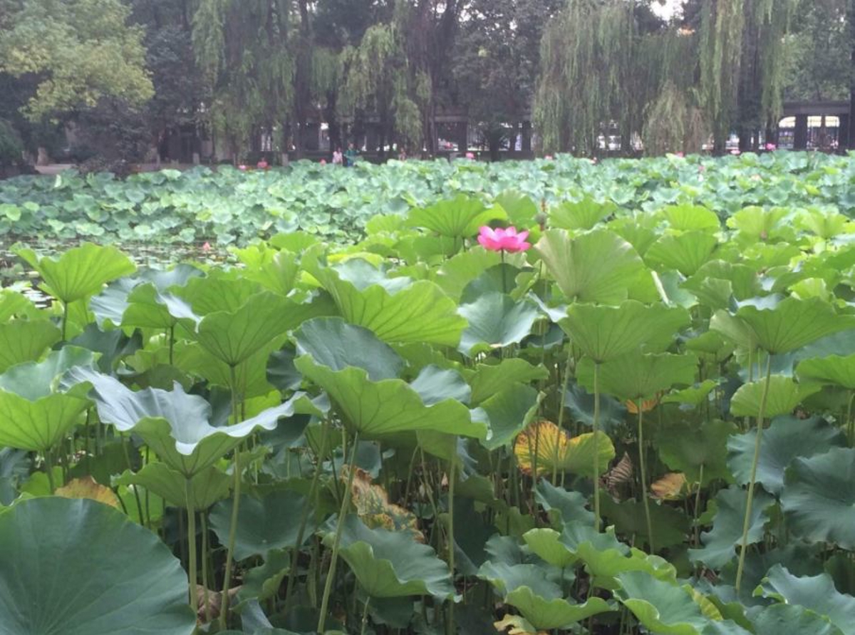 Lotus pond at Sichuan University