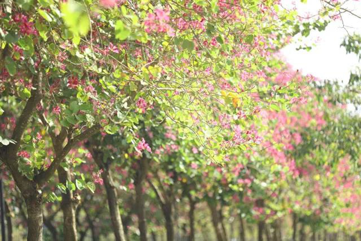 Bauhinia flower avenue