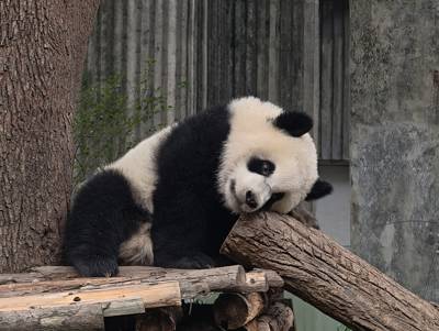 Moonlight Panda Nursery