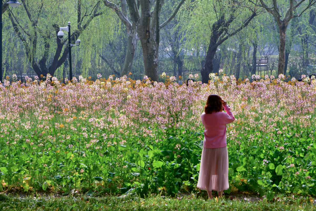 Pathway through colorful flowers