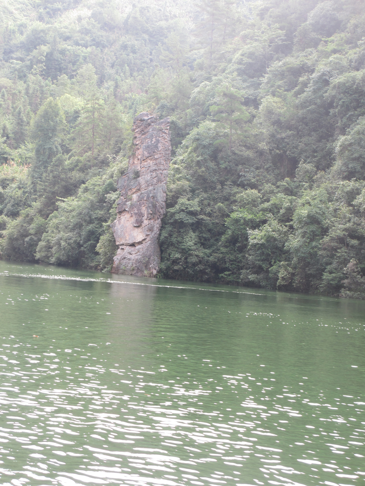 Peacock spreading tail