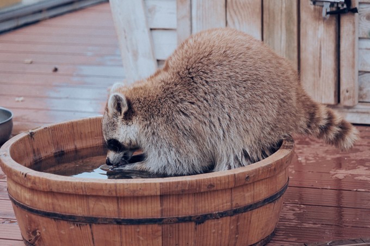 Cute animals at the zoo