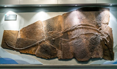 Geological Museum of China