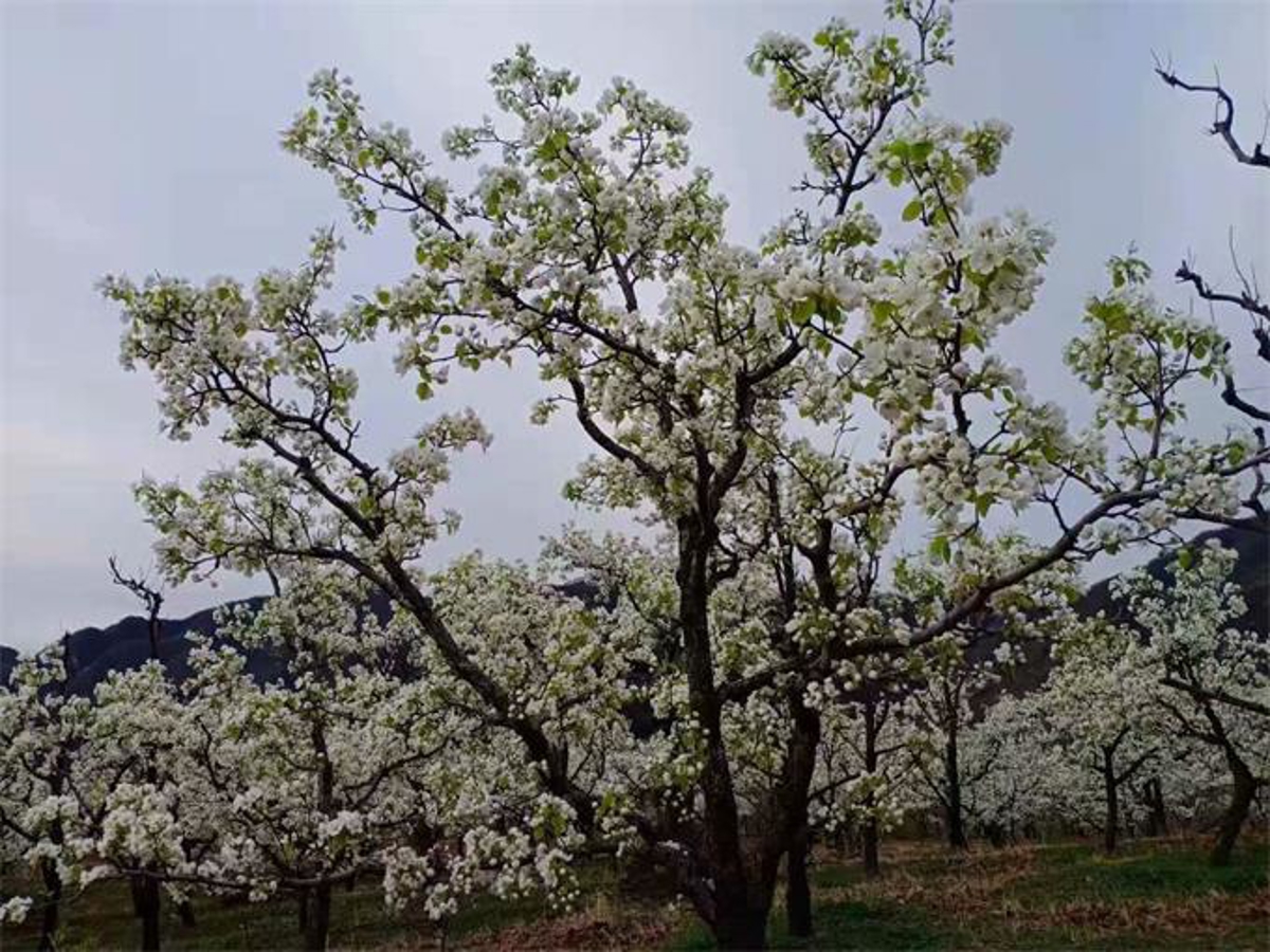 Mountain trail with walnut trees