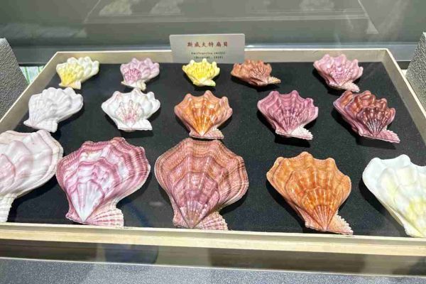 Qingdao Seashell Museum & Golden Sand Beach Leisure Day