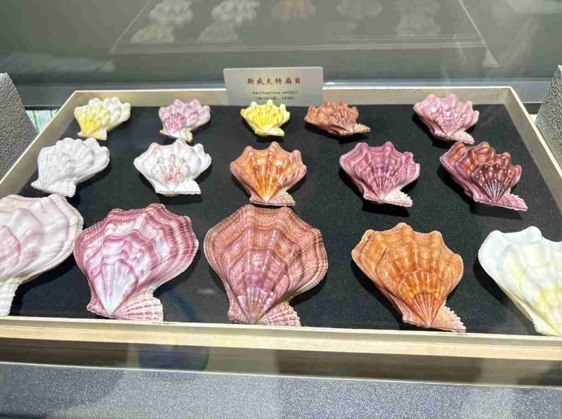 Qingdao Shell Museum