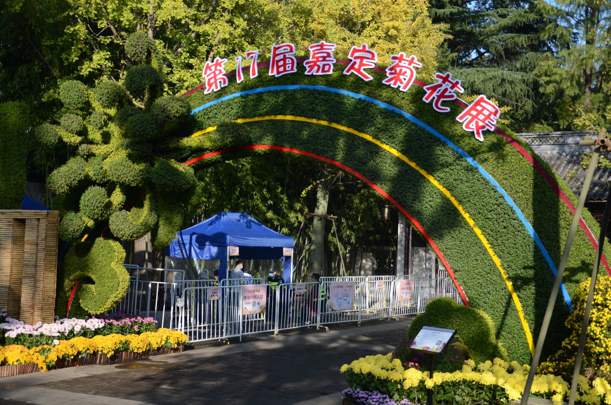 Jiading 17th Chrysanthemum Exhibition: A Solo Escape During COVID Times