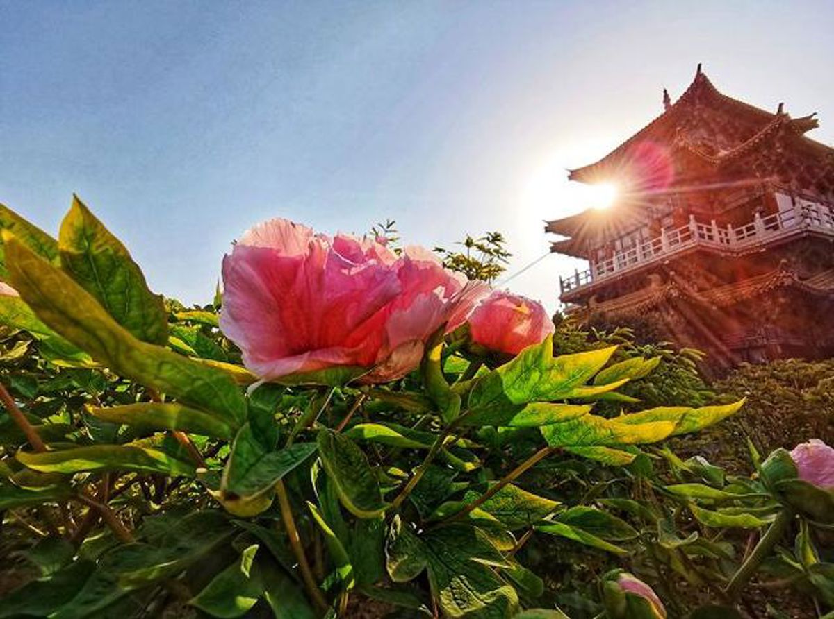 Luoyang: A Complete Guide to China's Legendary Peony Festival (2 Days)