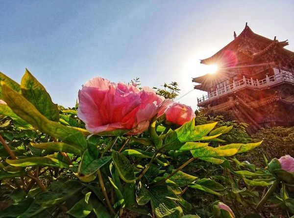 Luoyang: A Complete Guide to China's Legendary Peony Festival (2 Days)