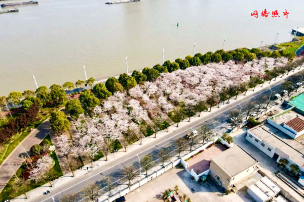 Piano Key Garden: Cherry Blossoms Floating Like Clouds Above, Tulips Carpeting the Ground Below