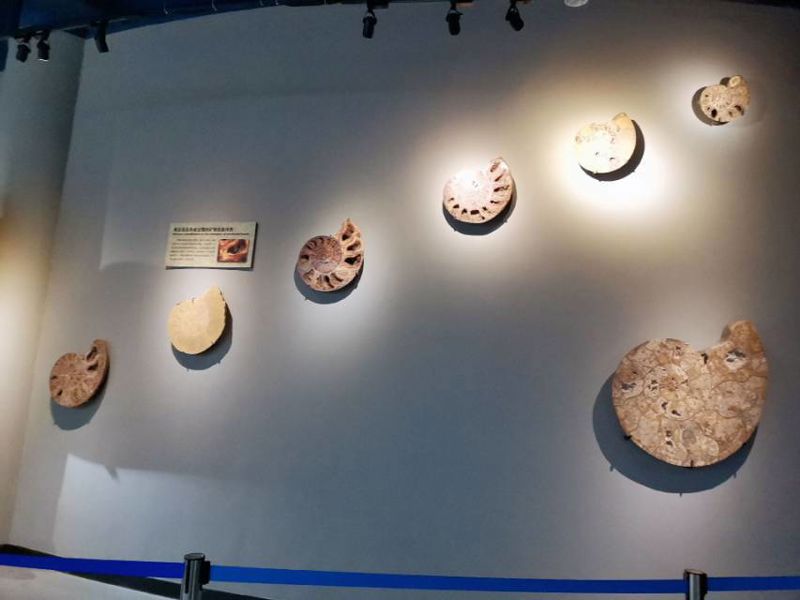 Dalian Shell Museum