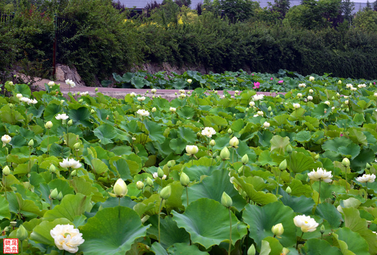 Lingshan Temple: Sacred Pilgrimage and Lotus Paradise in Ancient Luoyang