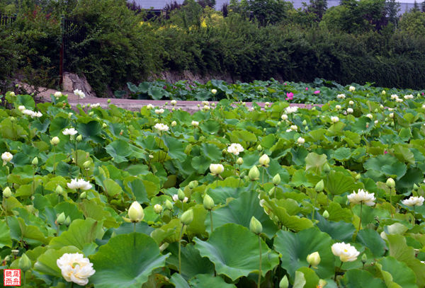 Lingshan Temple: Sacred Pilgrimage and Lotus Paradise in Ancient Luoyang