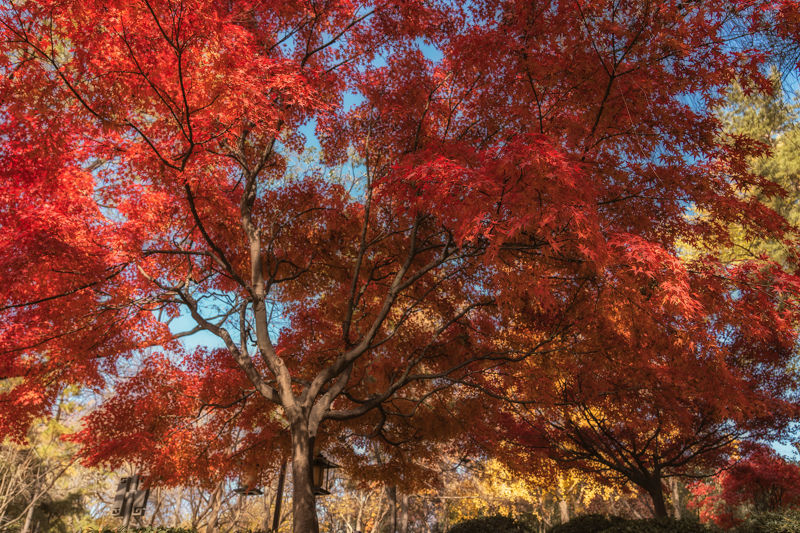 Tang Dynasty Daci'en Temple Ruins Park
