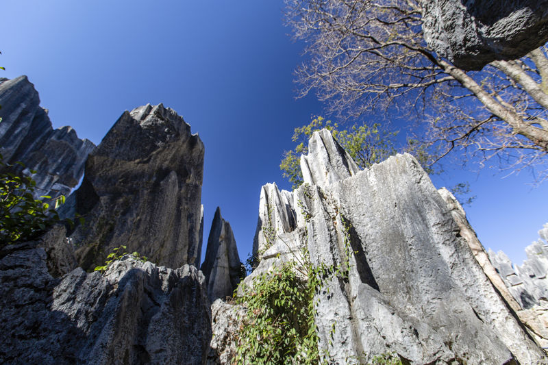 Stone Forest Scenic Area