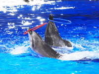 Zhengzhou Haichang Ocean Park