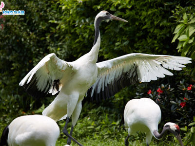 Chimelong Birds Park
