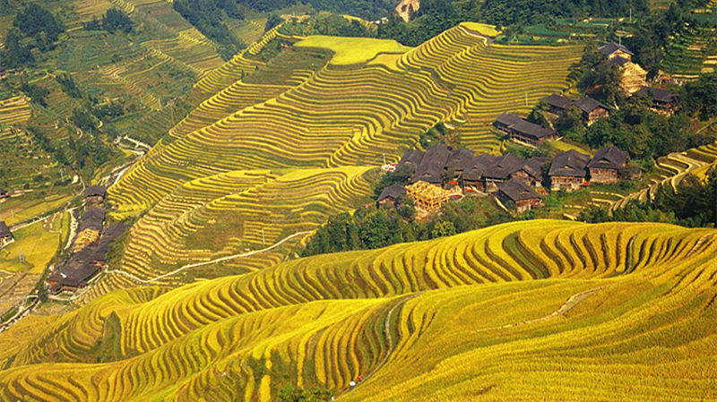 Longji Rice Terraces