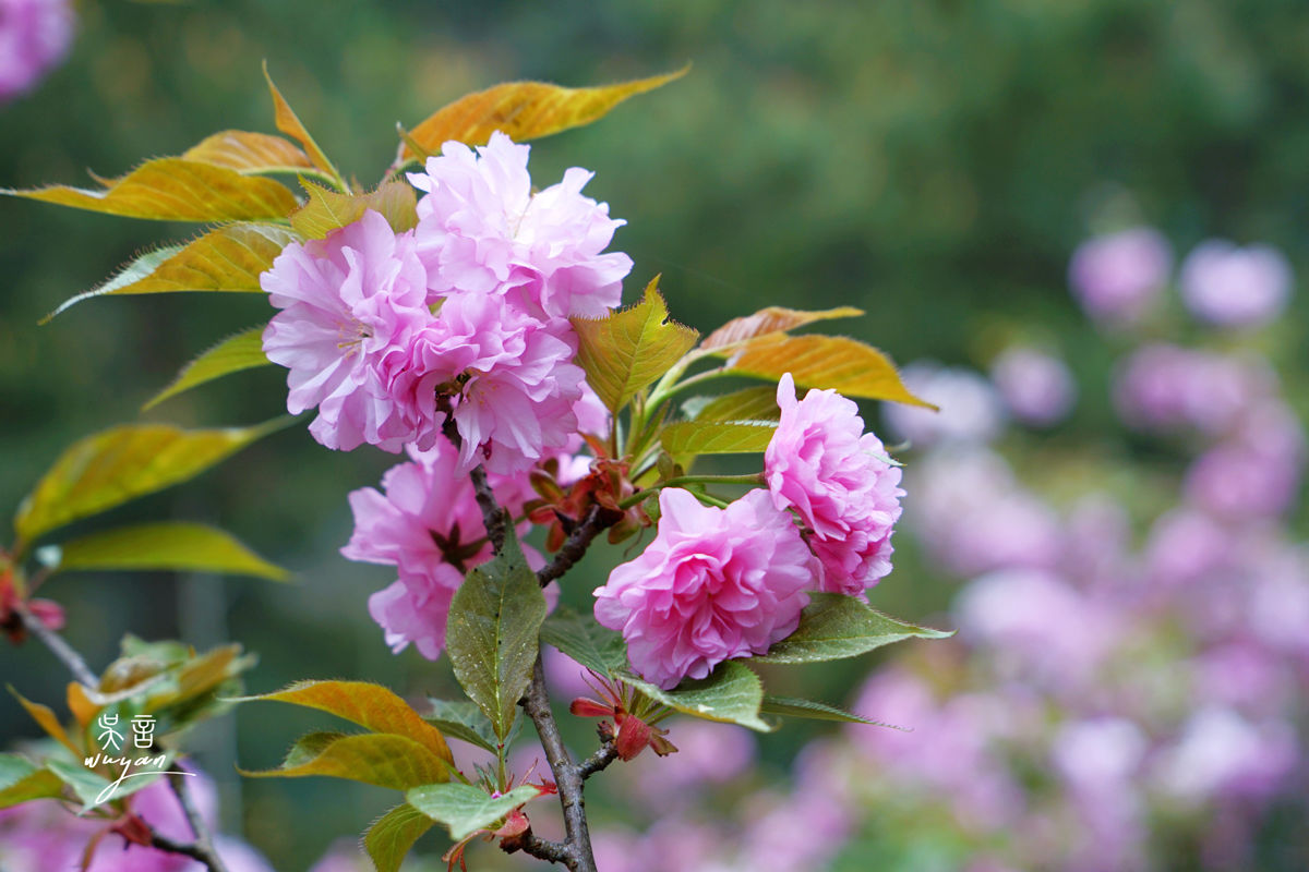 Wuhan Huangpi: Spring Blossoms, Prayer Spots & Instagram Hotspots