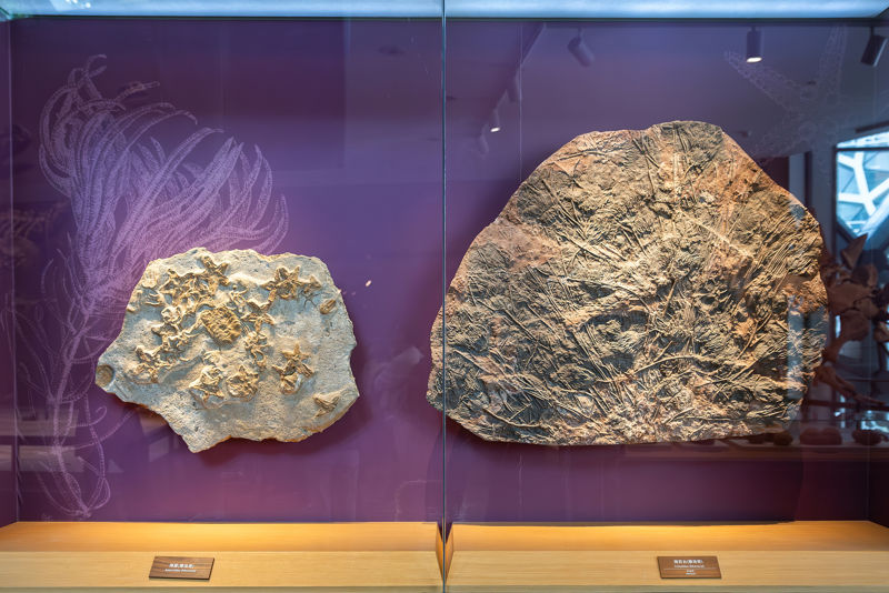 Shanghai Natural History Museum