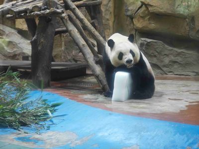 Chengdu Zoo