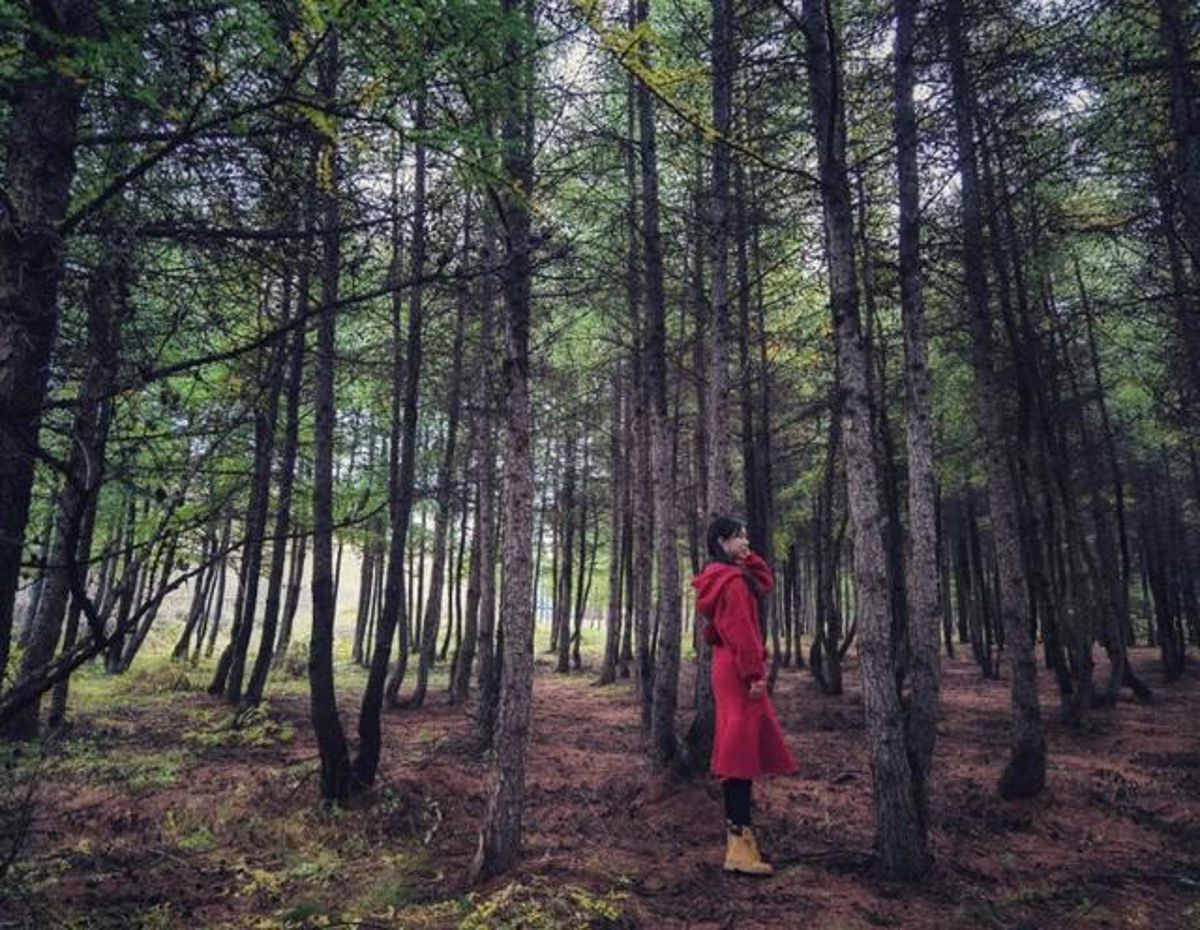 Hebei's Colorful Forest: A 4-Hour Drive from Beijing to Autumn's Most Stunning Season