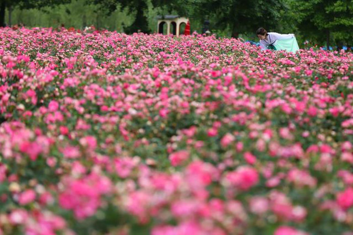 The Rose Kingdom's Hidden Gem: Thousands of Acres of Silk-Smooth Roses