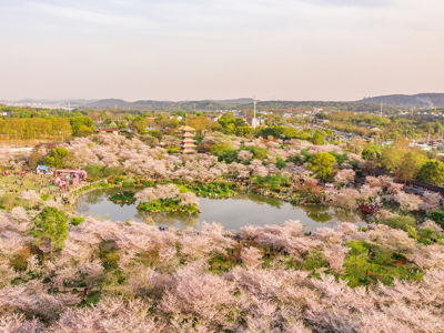 East Lake Cherry Blossom Garden