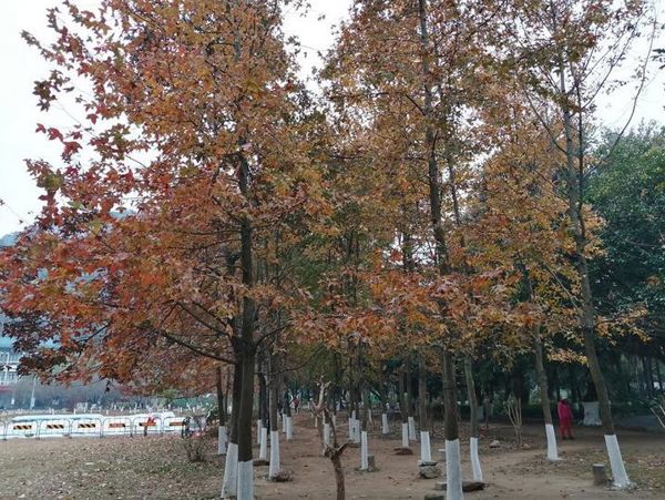 Guilin's 300-Year-Old Maple Trees: A Red Journey Through History (1 Day)