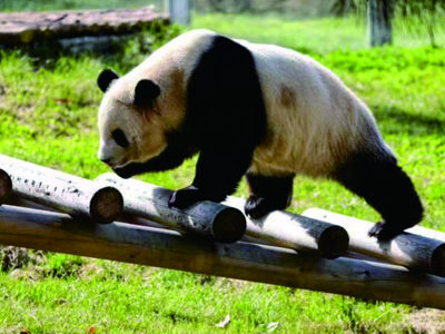 Xi'an Qinling Wildlife Park