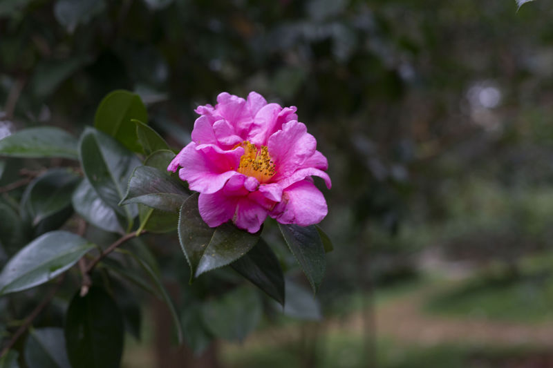 Golden Temple Scenic Area