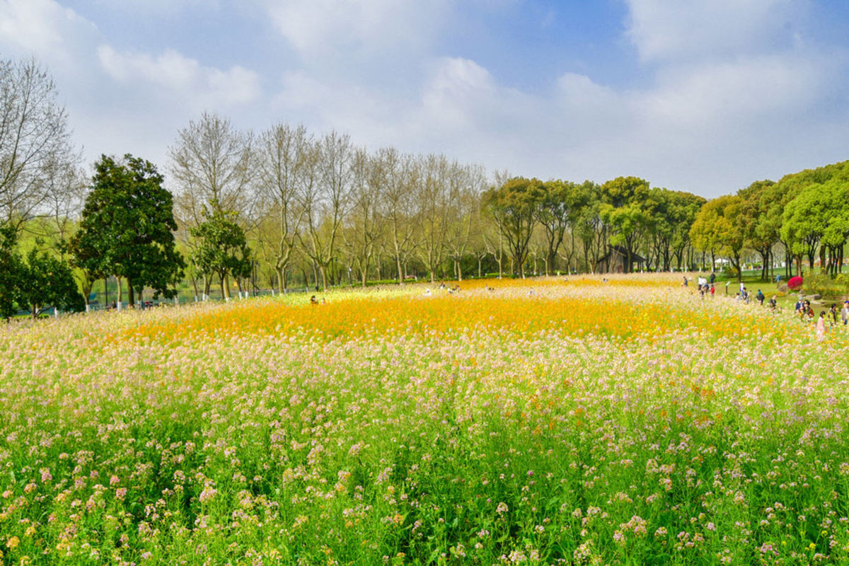 Shanghai Century Park: Discovering Colorful Rapeseed Flowers and Cherry Blossom Island (1 Day)
