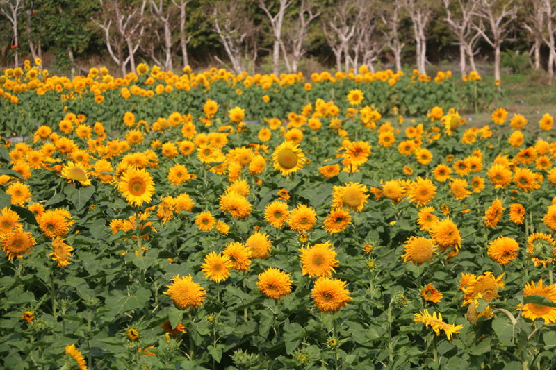 Sanya Yalong Bay International Rose Valley