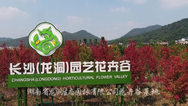 Changsha: A Hidden Floral Paradise at Longdong Garden (Day Trip)